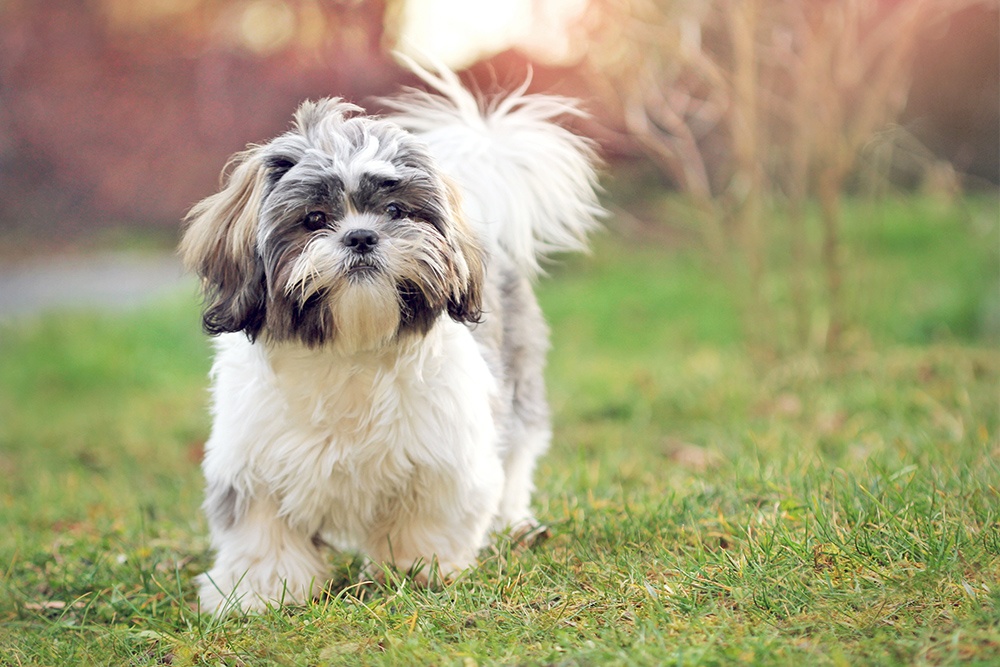 shih tzu dog